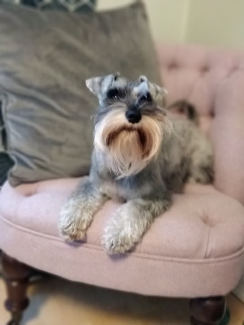 A salt-and-pepper miniature schnauzer sitting on a pink velvet armchair after a groom