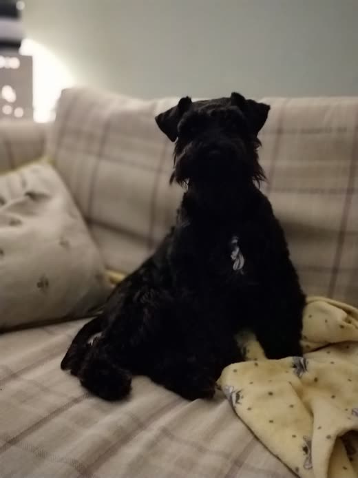 Detail crop of a black schnauzer's tidy clipped coat and beard