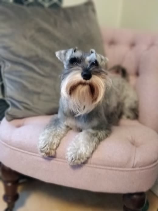 A groomed miniature schnauzer sitting upright, cropped square